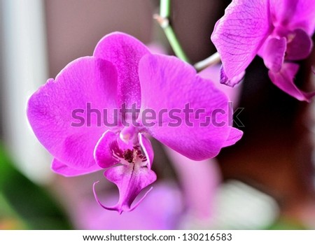 Purple orchid flower portrait
