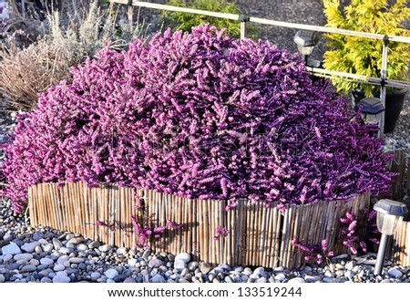 Japanese purple flower garden