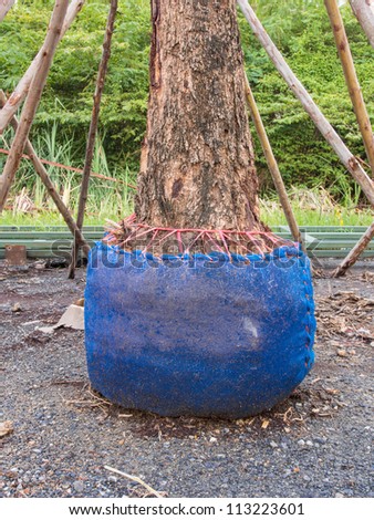 Big tree plant  movable in blue bag ready to be put in the ground prepared for garden