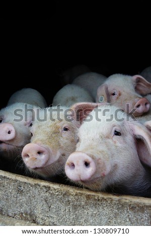 Pigs farm with little pigs waiting to be fed