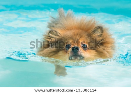 can pomeranians swim pomeranian swimming in swimming pool at summer stock photo 135386114 can pomeranians swim pomeranian swimming in swimming pool at summer stock photo 135386114