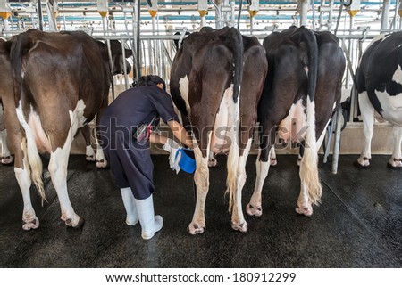 worker milking cows in the farm