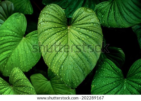 refreshing image of water droplets on leaves