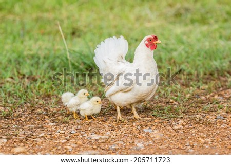 chicken family in the field of grass