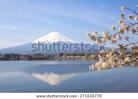 sakura flower branches with fuji mountain and lake background