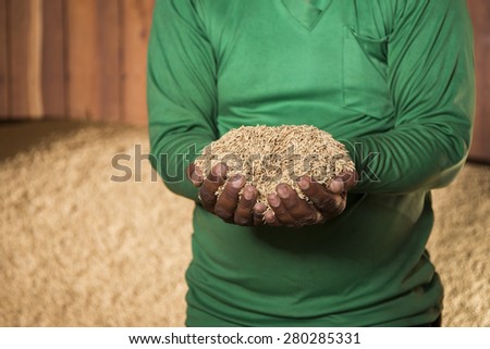 Farmer holding paddy rice in his palms with pile of rice background in a barn