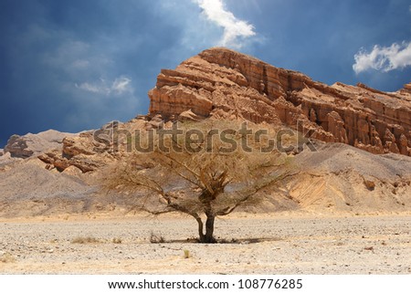 Desert trees and mountains. Desert of Faran.