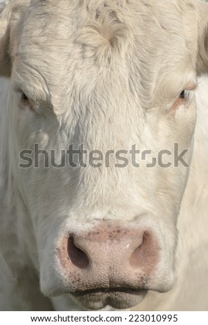 close view of  awhite cow\'s face