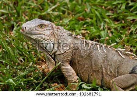 big iguana,Reptile animal nature wildlife green iguana lizard