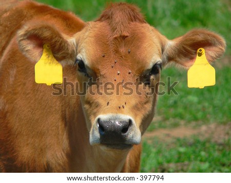 cow\'s face covered with flies in pasture