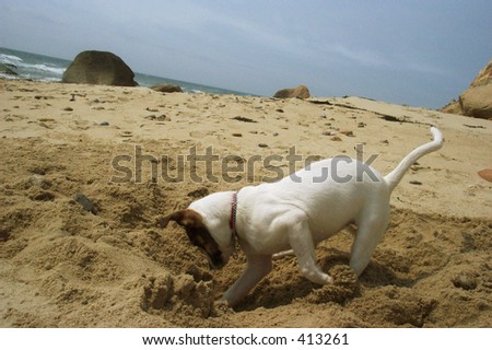 Puppy Digging