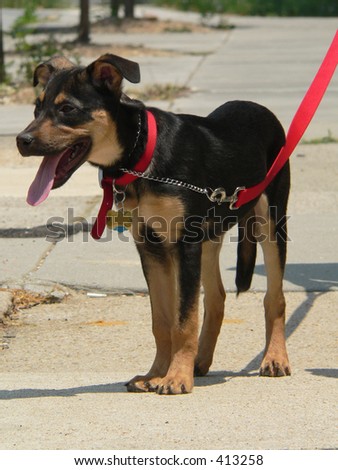 Black Brown Puppy