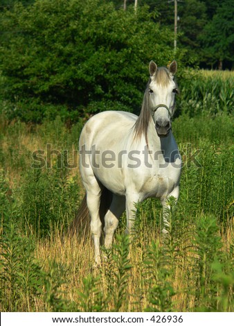 Full frontal  view of Beautiful White Horse