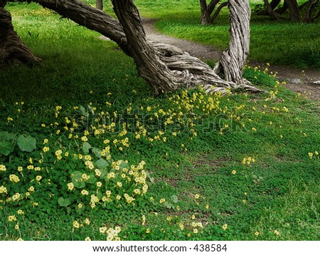 beautiful meadow pictures