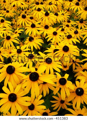 Daisies+background