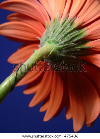 close up of gerber daisy, focus on stem