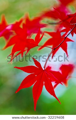 beautiful red Japanese Maple leaves
