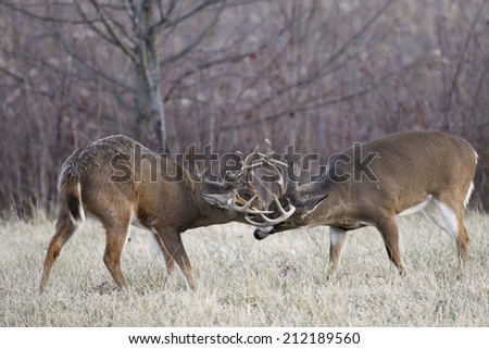 Two White-tailed deer bucks fighting.