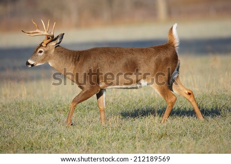 A white-tailed deer buck moving across a field.