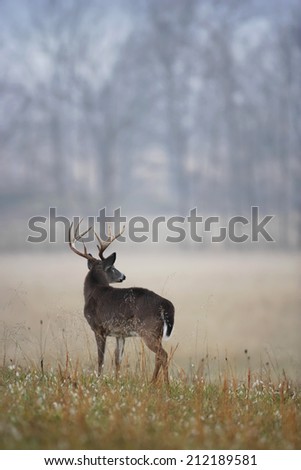 A White-tailed deer buck in morning fog