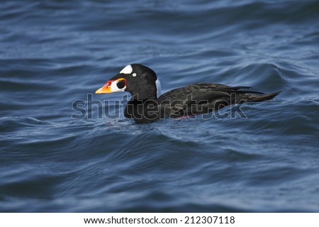 A surf scoter in the waves