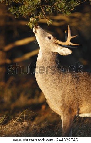 A white-tailed deer smelling a tree