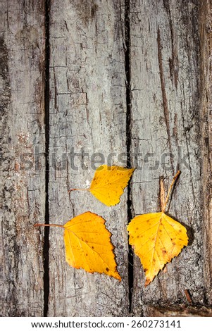Old rotten boards and yellow leaves of autumn. Background