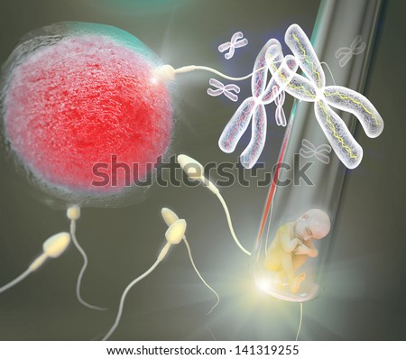 Fertilization, human cloning, chromosome x