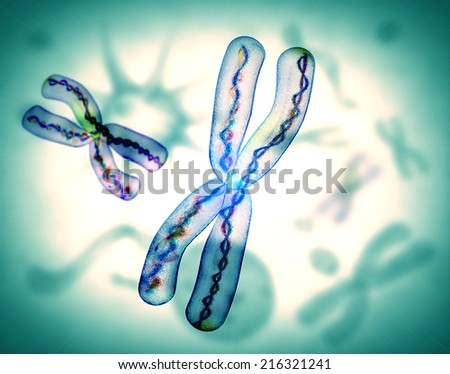 microscopic view of chromosome x