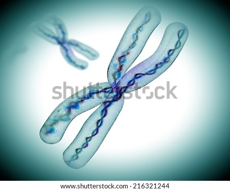 microscopic view of chromosome x