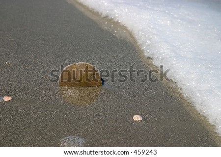 Sand Dollar at the beach