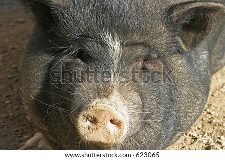 black pig\'s face