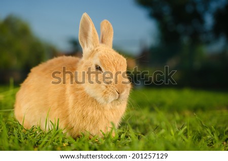 Angry orange domestic rabbit sitting on green grass - close up