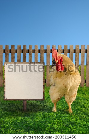 Big white rooster showing the blank white banner - soft focus