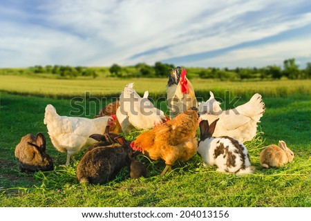 Poultry and rabbits eating grass together