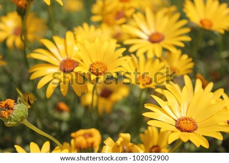 Yellow flowers in the sun