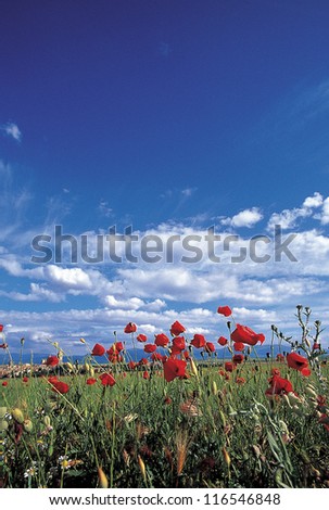 Landscape of a cloudy sky with red flowers against blue sky