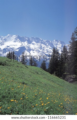 Beautiful landscape of flowers on a hill and snow covered mountains, Switzerland