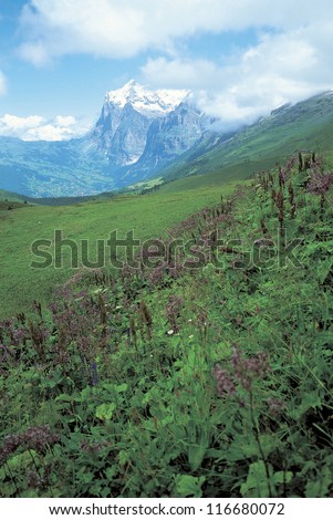 Beautiful landscape of flowers on the hill and the snow covered mountains, Switzerland