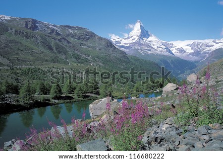 Great landscape of purple flowers and the snow covered mountains, Matterhorn, Switzerland