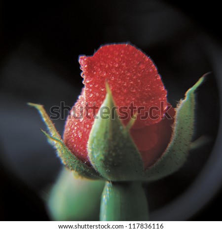 close-up view of a budding flower in dew