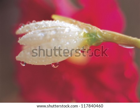 white flower in dew