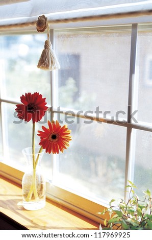 two red flowers in a cup with water by the window
