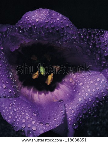 close view of a purple flower with its stigma in green and gold