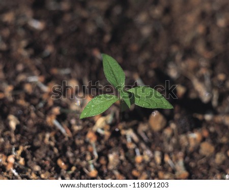 Little plant growing out of ground