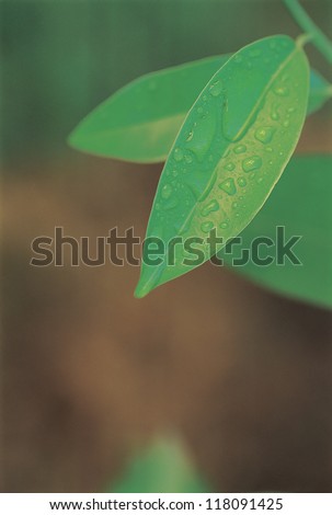 A green leaf holding water drops on its surface