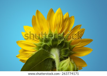Close up shot of the back of a sunflower on a blue background.
