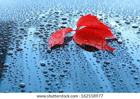 Water drops on polished car paint with red leaf