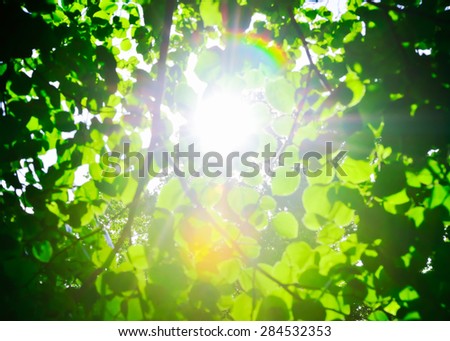 Nature - Trees against the sun with optical flares