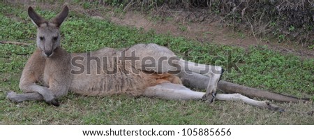 Large male Australian Kangaroo laying in the grass